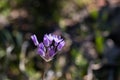 Blue dicks (Dichelostemma capitatum). Royalty Free Stock Photo