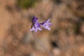 Blue dicks (Dichelostemma capitatum). Royalty Free Stock Photo