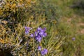 Blue dicks (Dichelostemma capitatum). Royalty Free Stock Photo