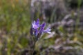 Blue dicks (Dichelostemma capitatum). Royalty Free Stock Photo