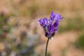 Blue dicks (Dichelostemma capitatum). Royalty Free Stock Photo