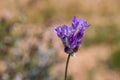 Blue dicks (Dichelostemma capitatum).