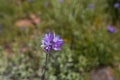 Blue dicks (Dichelostemma capitatum).