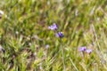 Blue dicks (Dichelostemma capitatum).