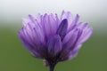 Blue Dicks Wild Hyacinth