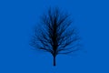 Blue die tree color Silhouettes art design Royalty Free Stock Photo