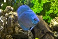 Blue discus Royalty Free Stock Photo