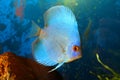 Blue discus Royalty Free Stock Photo