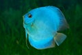 Blue Discus in aquarium Royalty Free Stock Photo