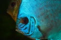 Blue Discus in Aquarium Royalty Free Stock Photo