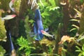 Fish Blue Discus in the clear water of the aquarium