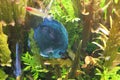 Fish Blue Discus in the clear water of the aquarium