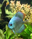 Blue Discus Fish Royalty Free Stock Photo