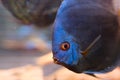 Blue discus fish in the aquarium Royalty Free Stock Photo