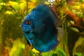 Blue discus fish in the aquarium. Popular as freshwater aquarium fish Royalty Free Stock Photo