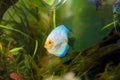 A Blue discus fish in aquarium Royalty Free Stock Photo