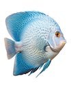 blue discus fish isolated on white background. Royalty Free Stock Photo