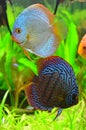 Blue discus fish pair