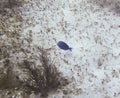 Blue Doctorfish