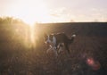 Blue the dog playing in the sunshine