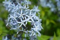 Blue dogbane Royalty Free Stock Photo