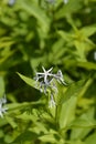 Blue dogbane Royalty Free Stock Photo