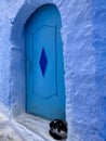 Blue door, blue wall and black and white cat, Chefchauen, Morocco