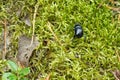 A blue dor beetle on green moss