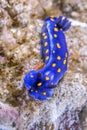 Blue dorid Nudibranch in California Royalty Free Stock Photo