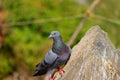 blue dove bird sitting on rock, pigeon