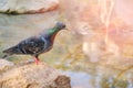 A blue dove with a feather stands on a stone near the water. Male pigeon on a stone near the sea, close-up Royalty Free Stock Photo