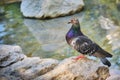 A blue dove with a feather stands on a stone in the Park. Male pigeon on the rocks near the ocean, close-up Royalty Free Stock Photo