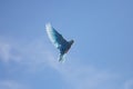 Blue dove flying in the blue sky