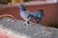 A blue dove with shaggy legs on a concrete parapet