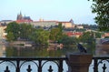 Blue dove sits on the background of Prague Castle with Saint Vitus Cathedral in the historic center in Prague by the Vltava River Royalty Free Stock Photo