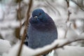 A blue dove on a snow-covered branch in winter. she turned her head and looked at the camera. Posing for the camera Royalty Free Stock Photo