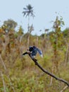 Blue dragon fly Royalty Free Stock Photo