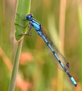 Blue dragon fly Royalty Free Stock Photo
