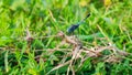 blue dragon fly on dry grass Royalty Free Stock Photo