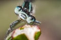 A blue dragon fly on grass in summer season Royalty Free Stock Photo