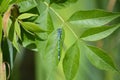 Blue Dragon Fly on a leaf Royalty Free Stock Photo