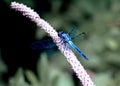 Blue Dragon Fly