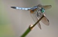 Blue Dragon Fly resting Royalty Free Stock Photo