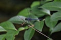 Blue dragon fly sitting on the end of the stem Royalty Free Stock Photo