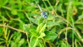 blue dragon fly sitting on green leaf Royalty Free Stock Photo