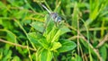 blue dragon fly sitting on green leaf Royalty Free Stock Photo