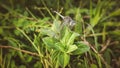 blue dragon fly sitting on green leaf Royalty Free Stock Photo