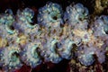 Blue Dragon Nudibranch Cerata in Indonesia