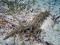 Blue Dragon nudibranch Pteraeolidia ianthina