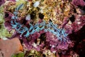 Blue Dragon Nudibranch